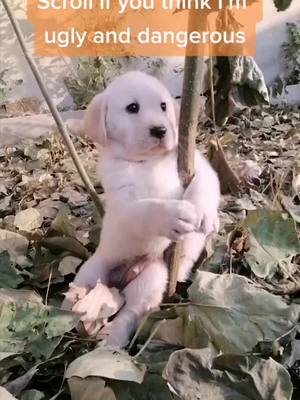 A post by @diyzzzzzz on TikTok caption: Everyone is scrolled.#fyp #foryou #foryourpage #pettiktok #keepingitcute #dog #pet