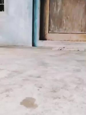 A post by @chakkiyudechangaran on TikTok caption: penninte aa varavu kando..  last oru sliding polichulle😍😍@shyama168 #petlover #dog #DogsOfTikTok #dogs #pet #psychomania1990 #slowmo #slowmotion