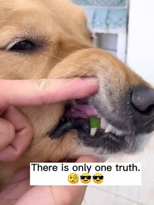 A post by @superpetdaily on TikTok caption: There is only one truth. 🌚🌚😤🇺🇸#petlover #dog #DogsOfTikTok #fyp #foryou #foryoupage