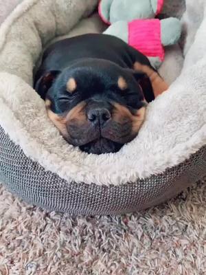 A post by @kel_c on TikTok caption: nap time 💤 #newpuppycheck #newpup #sleepy #littleteeth #dogteeth #dogsoftiktok #dogs4life #dogsvideo #pocketbully #pocketbullytri #2months