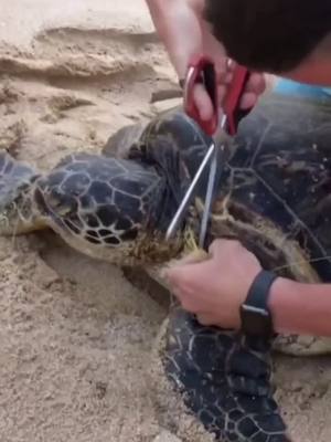 A post by @funny.pets.family on TikTok caption: #turtle #sea #ocean #save #fyp #foryou #foryoupage