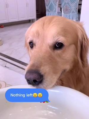 A post by @superpetdaily on TikTok caption: now make Popcorn 💥💥💥🌽🌽😆😆#petlover #dog #foryoupage #fouyou #fyp #DogsOfTikTok