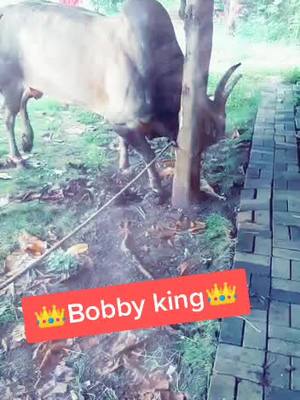 A post by @kingmekarnick789 on TikTok caption: 👑king Bobby 👑 cha kaam pahilya pasun tasach ahe palun palun marto #bullfightmumbai #नाद_एकच_बैलगाडा_शर्यत_ #naad_ekach_bailgada_sharyat #tiktok