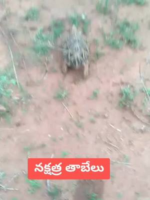 A post by @hussainintr on TikTok caption: #trending నక్షత్ర తాబేలు🐢🐢 in my village # viral  🐢🐢🐢