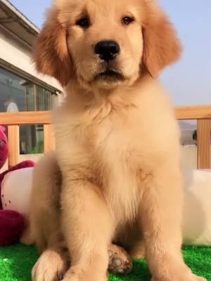 A post by @softdogs1 on TikTok caption: Did u think I’m mean and ugly#dogsoftiktok #doglover #puppylover