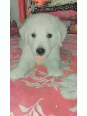 A post by @aisha0456 on TikTok caption: cute ❤️ puppy 🤭#lovepage #fouryou #fouryoupage #aishasquad #@tiktok_india @tiktoktrends