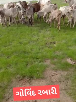 A post by @desai123givind on TikTok