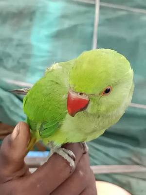 A post by @travellingkakingk92 on TikTok caption: #parrotlove