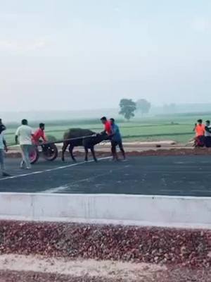 A post by @deepa.kohand4646 on TikTok caption: Jhotta Race 💪💪🐃#deepakohand4646 #tiktokindia #vidstatus