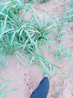 A post by @dinesh.bhambhu.bishnoi on TikTok