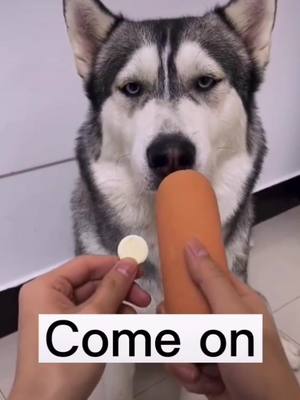 A post by @superpetdaily on TikTok caption: It is said that the second time is more popular😑#fyp #foryou #foryoupage #pets #pet #petlover #dog #dogsoftiktok #cute #tiktok #funny