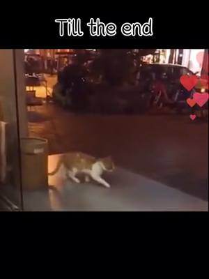 A post by @gracecrochet on TikTok caption: Yes. U know. Cat dance better than me😂😂😂#cat #catlover #catsoftiktok #dancing #fyp