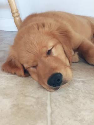 A post by @rugerthegoldenretriever on TikTok caption: #goldenretriever #fyp #puppy #snoozzzapalooza