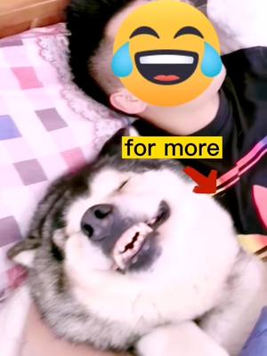 A post by @superpetdaily on TikTok caption: We are the true love, don't you think?😘😘🐶#foryoupage #foryou #fyp #dogsoftiktok #dog #pets #pet #petlover #cute #funny #tiktok