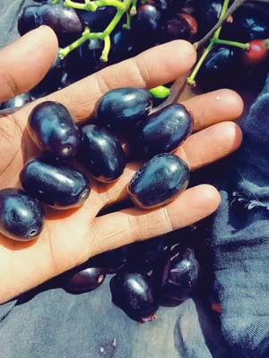 A post by @nikkadhaliwal8 on TikTok caption: #tik_tok_india #TwoOptions #jamun 🍇🍇🍇🍇🍇🍇