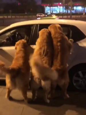 A post by @dogstoryyy on TikTok caption: how many dogs are there? ❤️#foryou #pet #dog #petstory #treatyourpet #funnydog #dogmeeting #samoyed #goldenretriever #funnyvideos