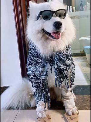 A post by @dogstoryyy on TikTok caption: do u guys love my savage ?❤️#foryou #dog #petstory #treatyourpet#samoyed #dressup #changeclothes #savage