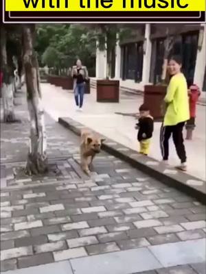 A post by @qutedog111 on TikTok caption: #dog#dogdance when dog listen 🎵