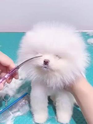 A post by @gaanail on TikTok caption: Puppy Haircut 😊#dog #puppy #dog #foryou #fyp