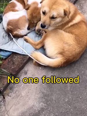 A post by @dhccdfg on TikTok caption: Life is so hard 💔#dog #foryou #touching #pet #dogs