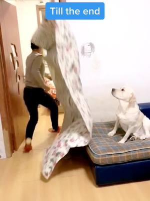 A post by @lovesdogs4ever on TikTok caption: Just play with Sam😂till the end#dog #dogsoftiktok #doglover #foryou #foryoupage #fyp #fypシ