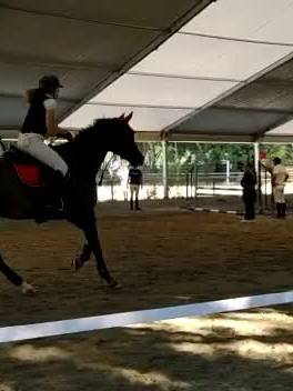 A post by @martafra26 on TikTok caption: Ieri un errore in 115 per colpa mia,ma la pulce volava😍dove siete in questo momento?😍#perte #foryou #viral #tiktok #horse #showjumping #trend