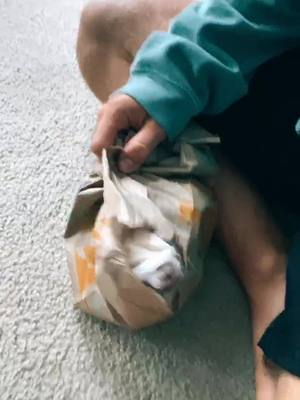 A post by @tannerw.145 on TikTok caption: Taco Bell on something #ferret#tacobellislife