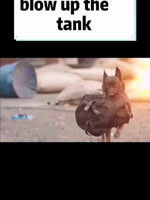 A post by @qingqincao on TikTok caption: #army #armydog