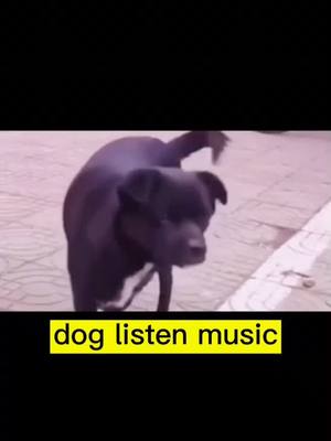 A post by @qutedog111 on TikTok caption: #dog dog listen music get down