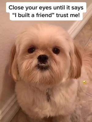 A post by @friendlypuppy on TikTok caption: Can we be? #foryoupage #foryou #cute #leddy