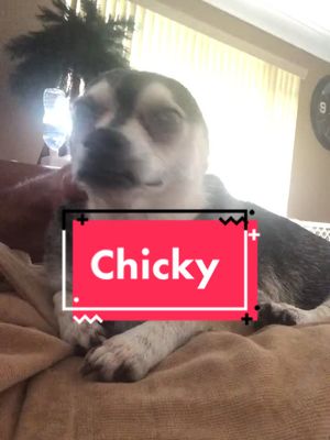 A post by @joeanelli on TikTok caption: #chickythechihuahua #earflop #PetsOfTikTok #slamuri #joeanelli