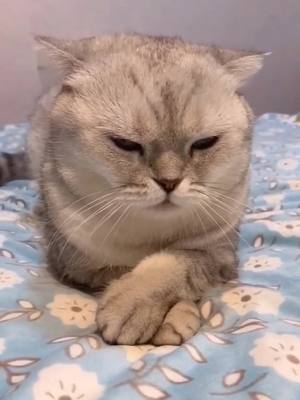 A post by @softdogs1 on TikTok caption: Angry cat 😤#catsoftiktok #catlover