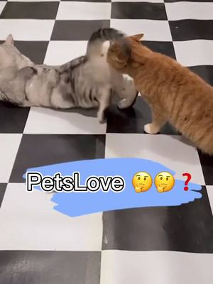 A post by @stray_animals0 on TikTok caption: mention ur friends#foryou #cat #Love #petlover