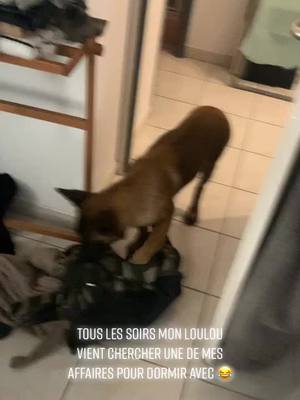 A post by @kamelina17 on TikTok caption: Il est vraiment trop mignon ce chien 🐶 #petlover #cute #babydog #malinois