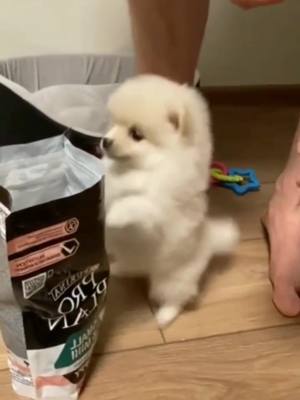 A post by @pegttoo on TikTok caption: I want's to eat #dog #fyp #pets #foryou