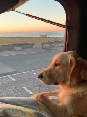 A post by @imtomhooker on TikTok caption: Have you ever got up for a sunrise?😍 my pup couldn’t stop watching it 🌅