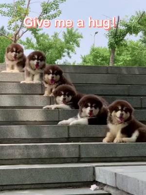 A post by @ifashion2020 on TikTok caption: Give me a hug!#puppy #foryou #cute#socutebaby #dog #pet #funny