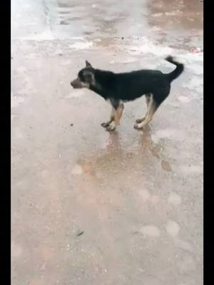 A post by @qutedog111 on TikTok caption: #dog dog down with music