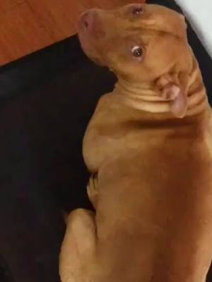 A post by @kevinpetslove on TikTok caption: Did you scroll?#dogsoftiktok #foryoupage #dog