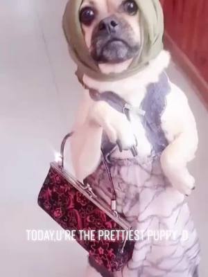 A post by @gaanail on TikTok caption: puppy's human cosplay😂#puppy #tiktokdogs #animals #foryou