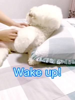 A post by @lovepetslook on TikTok caption: Isn’t a good way to wake up the dog?  #bichonfrise #morningcall #whitedog