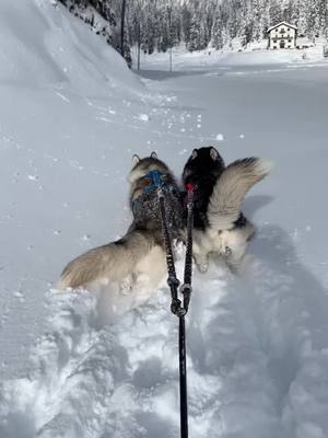 A post by @saraflorian28 on TikTok caption: I miei 3 co... coccoloni (che fa rima con coglioni 🤷🏼‍♀️) ❣️ #siberianhusky#husky#huskysiberiano#huskylife#huskystyle#huskylove#huskylovers#sleddog#