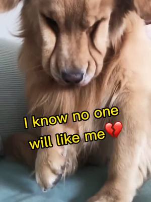 A post by @petshhome on TikTok caption: Be happy plz🥺everyone will like u❤️we’ll follow u puppy#dog #doglover #fyp #foryoupage #pet #dogsoftiktok #foryou #puppy #cutepuppy #disableddog