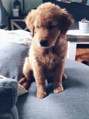 A post by @rugerthegoldenretriever on TikTok caption: #goldenretriever #fyp #puppy #hello