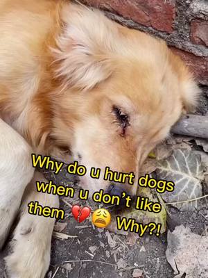 A post by @petshhome on TikTok caption: We’ll protect the dog,don’t cry😭we’ll follow u and love u forever❤️😩#dog #doglover #dogsoftiktok #goldenretriever #puppylove #foryoupage #fyp