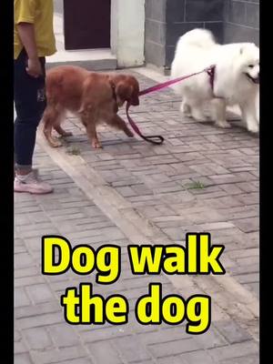 A post by @qutedog111 on TikTok caption: #dogs #dog #walkthedog  dog walk the 🐶 🐶🐶😱