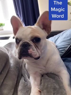 A post by @lazerthefrenchie on TikTok caption: I ❤️ Dad #frenchie #frenchbulldog #frenchiesoftiktok