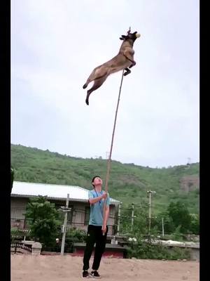 A post by @qutedog111 on TikTok caption: #dog #dogs  dog jump！！！！