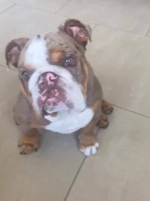 A post by @biggie_remi_bulldogs on TikTok caption: #puppy #fyp #cute #puppylove #bulldog #foryou #foryoupage #merle