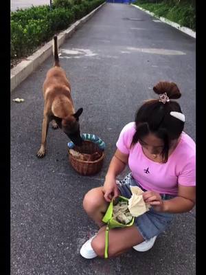 A post by @qutedog111 on TikTok caption: #dog #dogs smart dog cheating on food